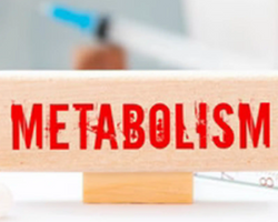 Maintain Metabolism