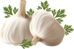 Garlic