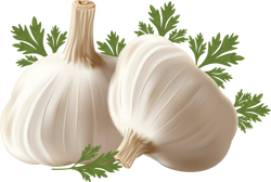 Garlic