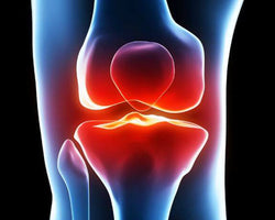 Support Cartilage & Bone Strength