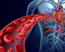 Support Healthy Blood Circulation