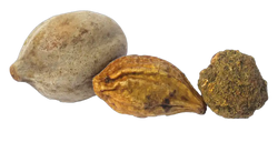 Triphala