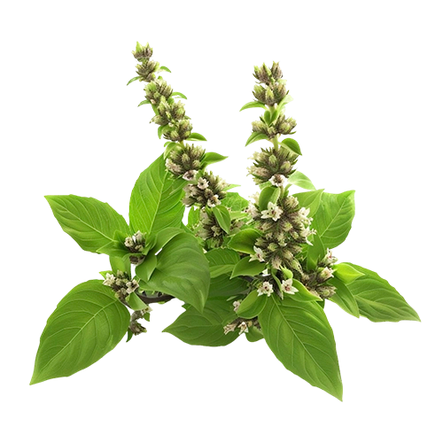 Ingredient 3